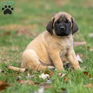 Rusty, English Mastiff Puppy